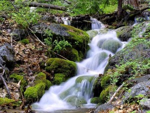 streams-moss-leaves_w725_h544